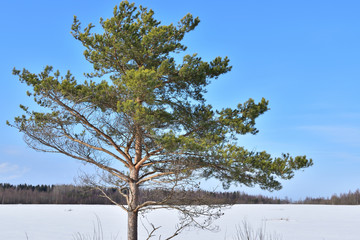Yoing pine tree