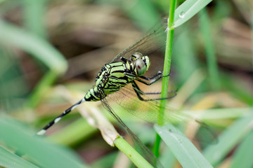 dragonfly perched on the branch