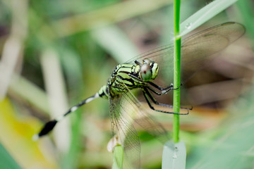 dragonfly perched on the branch