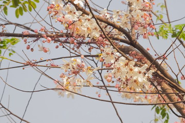 Soft focus beautiful pink flowers of Cassia Bakeriana Craib cherry blossom on branches with nature blurred background, other names Wishing Tree and Pink Shower.