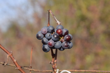 Wine grapes on the vine, autumn in the vineyard.