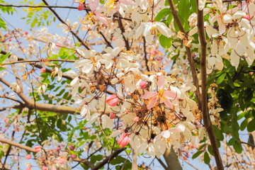 Soft focus beautiful pink flowers of Cassia Bakeriana Craib cherry blossom on branches with nature blurred background, other names Wishing Tree and Pink Shower.
