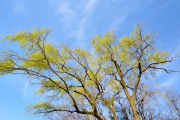 風にそよぐヤナギの若葉