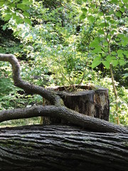 Fototapeta premium tree in garden