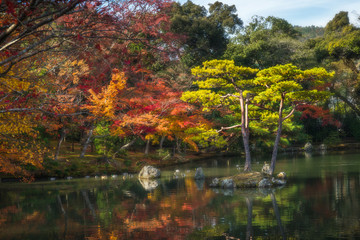 background leaf and tree in Autum season at Japan