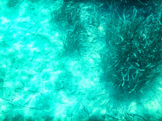 Nice green algae in water of sea