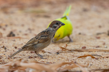 A sparrow finding food with shell parakeet on background