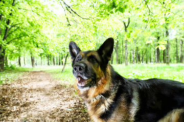 Dog German Shepherd in a forest in a summer