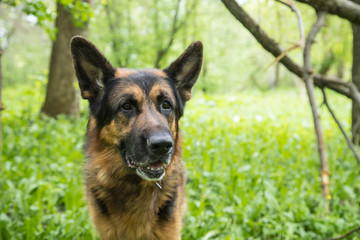 Dog German Shepherd in a forest in a summer