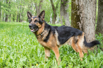 Dog German Shepherd in a forest in a summer