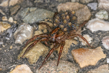 A wolf spider with many small spiders on its back.