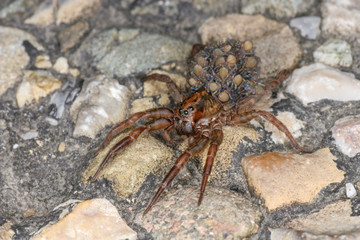 A wolf spider with many small spiders on its back.