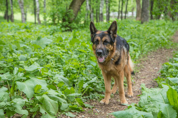 Dog German Shepherd in a forest in a summer
