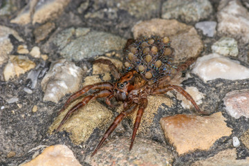 A wolf spider with many small spiders on its back.