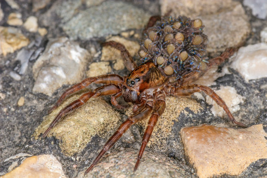 A wolf spider with many small spiders on its back.