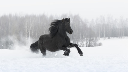 Black friesian horse with the mane flutters on wind running gallop on the snow-covered field in the...