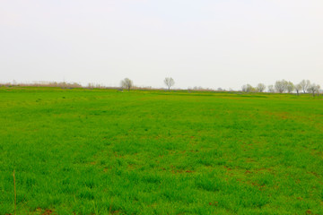 Green grass field 