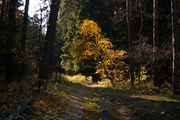 Obraz premium autumn in the forest