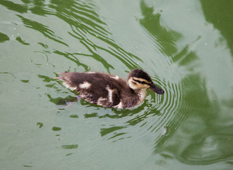 small gray duckling floats in water