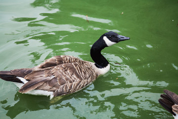 Obraz premium duck with black head floats in water