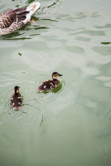 Two small gray ducklings are swimming in water