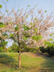 Beautiful pink flowers of Cassia Bakeriana Craib cherry blossom on tree around with green nature with blue sky background, other names Wishing Tree and Pink Shower.