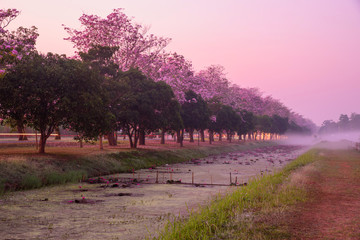 Pink trumpet tree row with Mist in sunrise time / Pink trumpet with sunrise © rukawajung