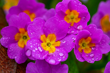 Messengers of spring violets