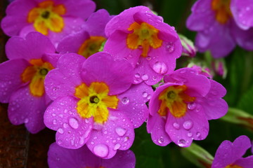 Messengers of spring violets