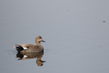 Gadwall is among many other species of duck visiting us from Siberia in winters. Pakistan