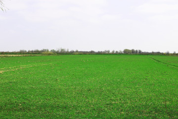 Green grass field 