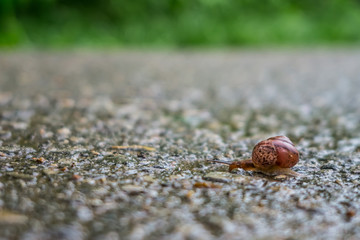 Snail on the road