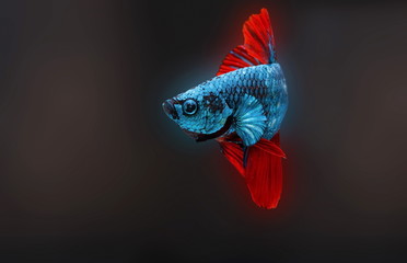 Siamese fighting fish,Betta splendens,blue fish, Blurred background, Halfmoon Betta.