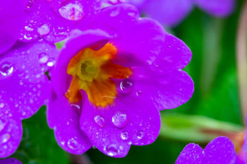 Messengers of spring violets