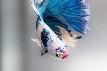 Siamese fighting fish,Betta splendens,blue fish, Blurred background, Halfmoon Betta.