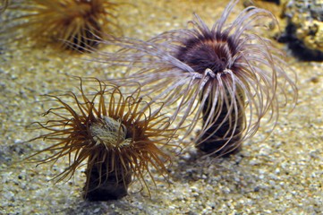 Im Aquarium in Palma