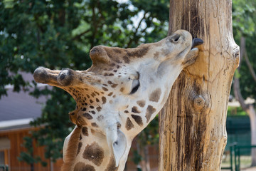 Giraffe face 2