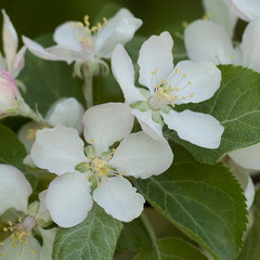delicate white pear flowers