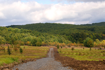 Rural road near forest