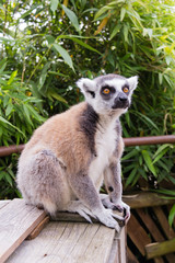 Lemur 8