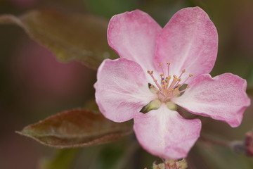 pink tender sakura flower, macro
