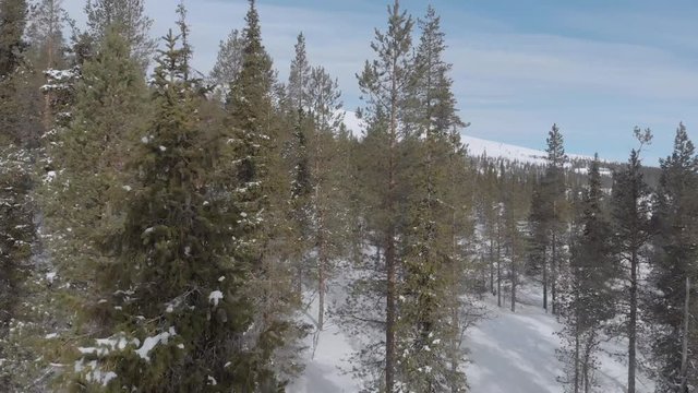 Cinematic aerial view. Drone flying between winter snowy trees and branches while slowly rising up reviling beautiful Lapland landscape with mountains, ski resort  and forest. Finland, Ylläs