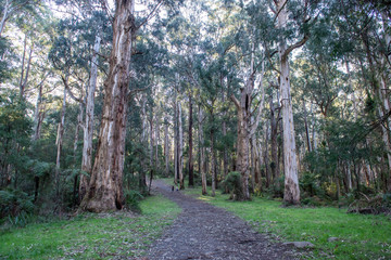 Bush walk