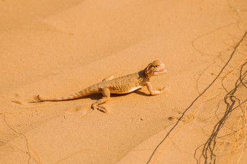 Lizard in the desert on the yellow sand. Reptile in the desert