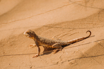 Lizard in the desert on the yellow sand. Reptile in the desert