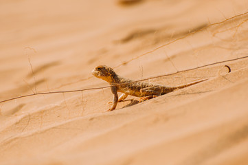 Lizard in the desert on the yellow sand. Reptile in the desert