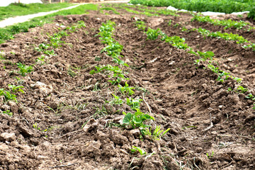 Agricultural field in the spring