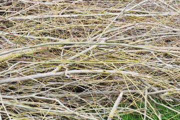 Pile of dry branches composition as a background texture 