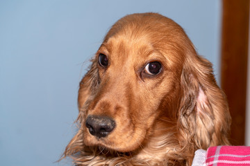 puppy dog cocker spaniel doubtful portrait
