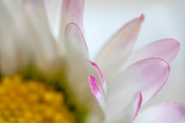 daisy flower leaf ultra macro detail